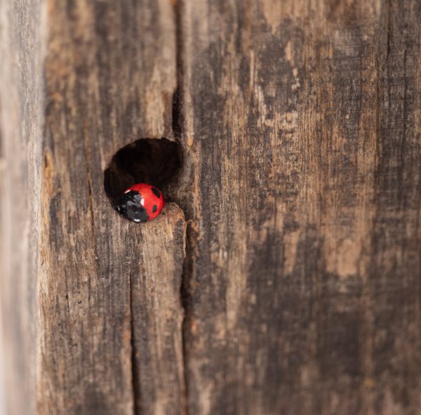a tiny ladybird